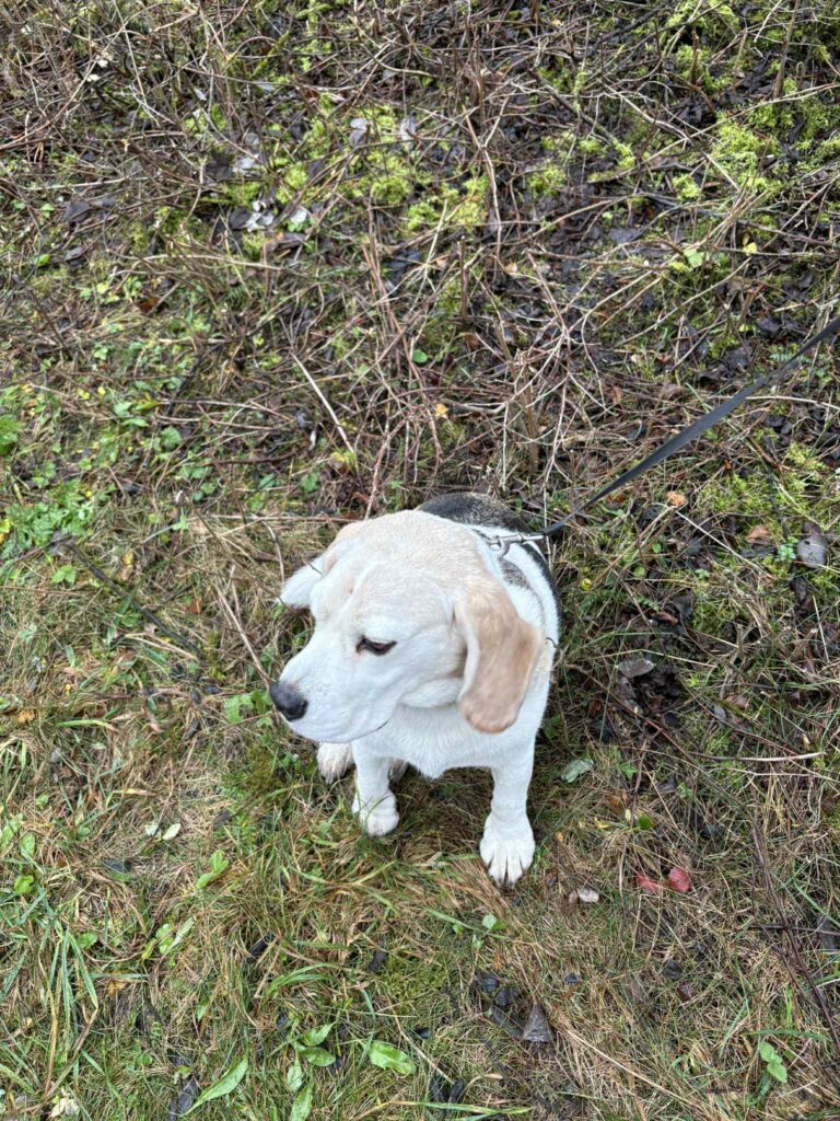 Vormsi Jahiseltsi väike liige sügis 2025