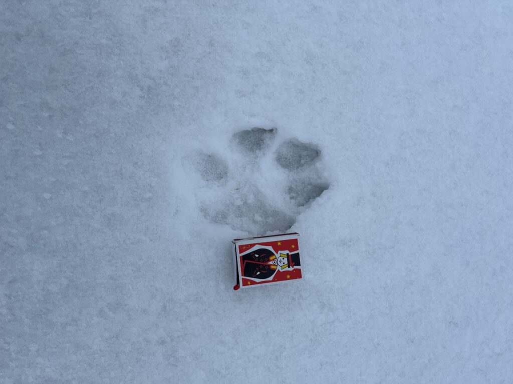 Hundijälg Vormsi merejääl