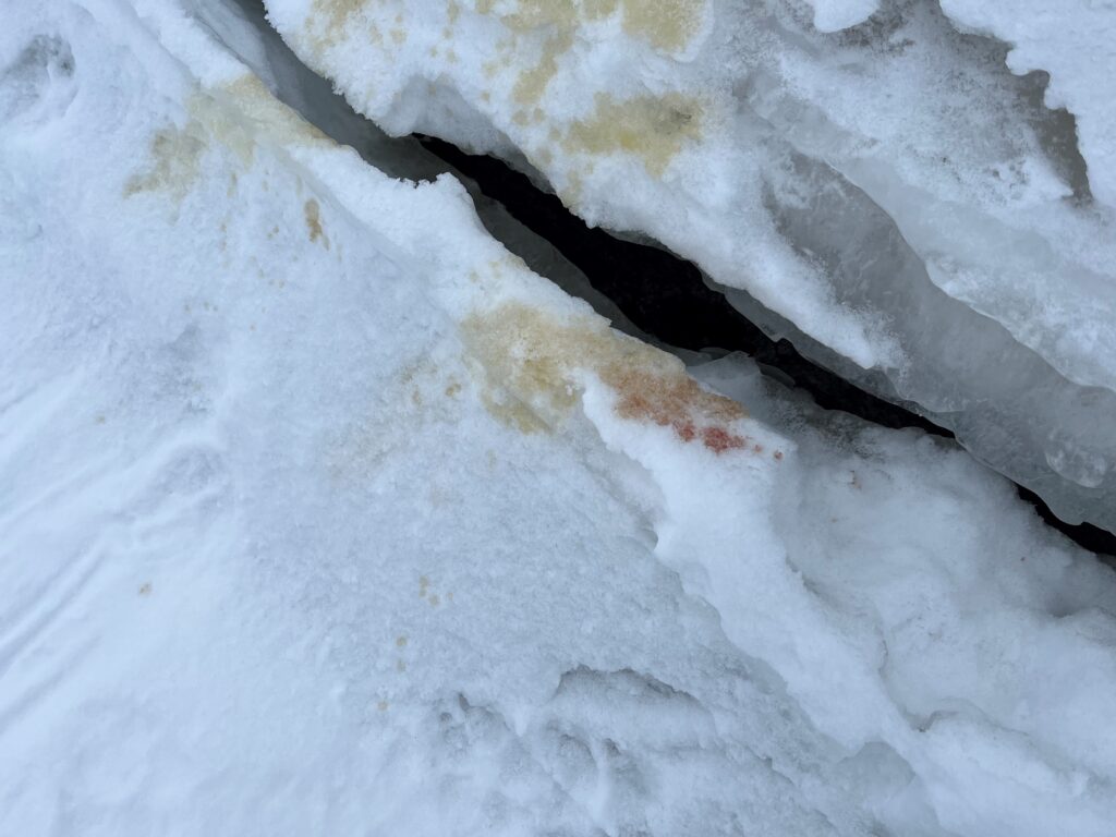 Hundi jäljed Vormsi merejääl