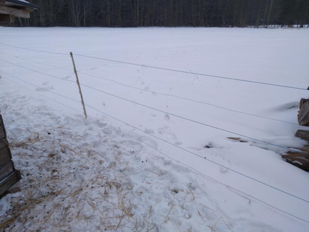 vormsil murdsid hundid lamba