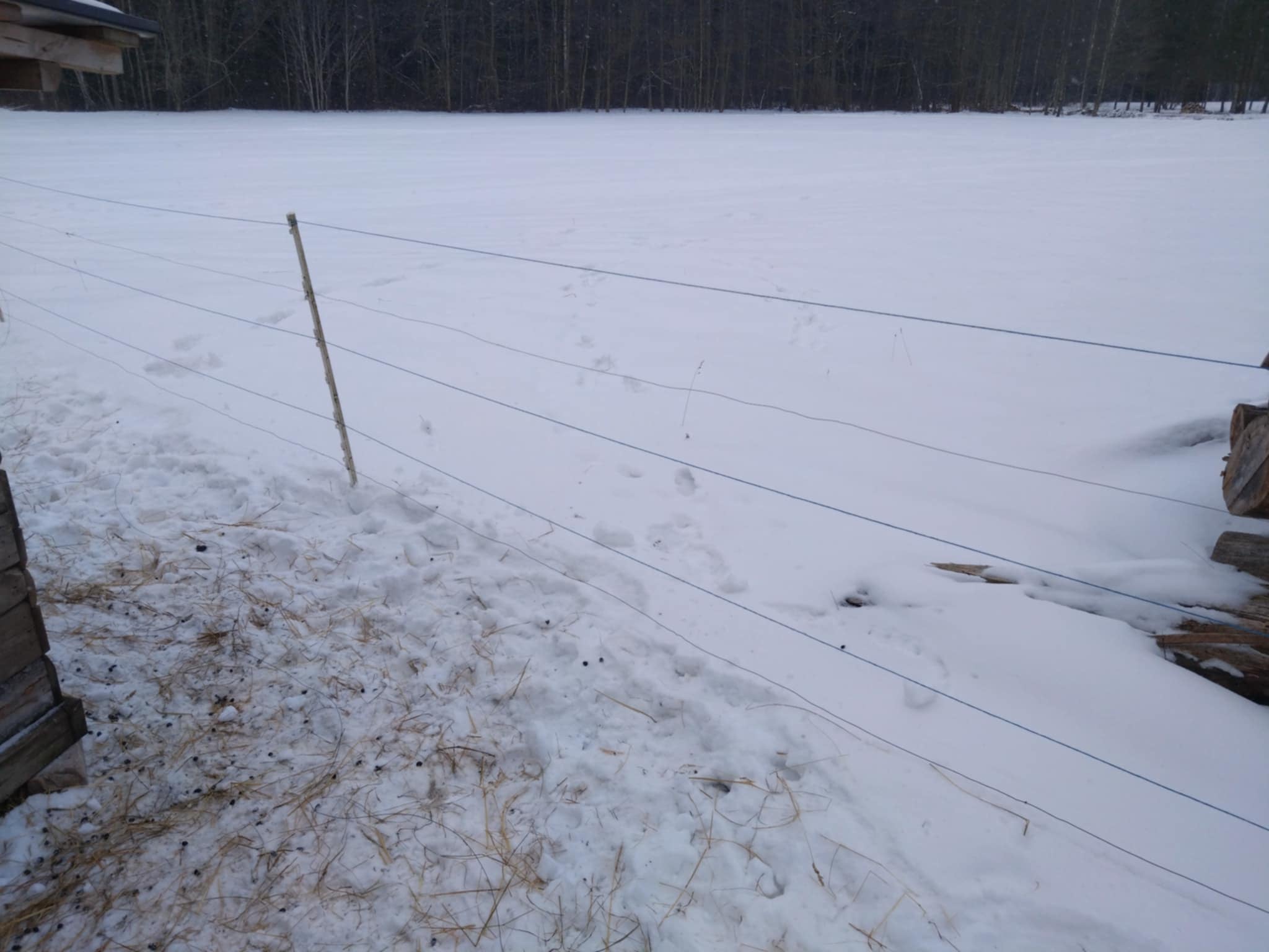 vormsil murdsid hundid lamba